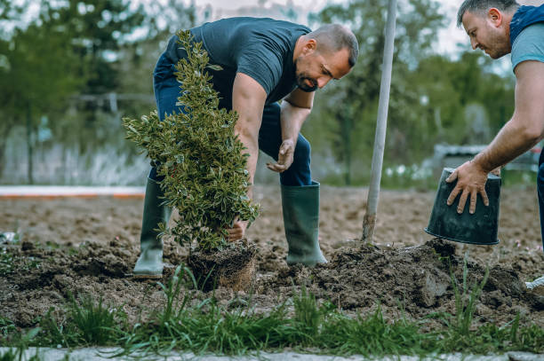 Best Commercial Tree Services  in East San Gabriel, CA